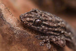 Image of Gehyra versicolor Hutchinson, Sistrom, Donnellan & Hutchinson 2014