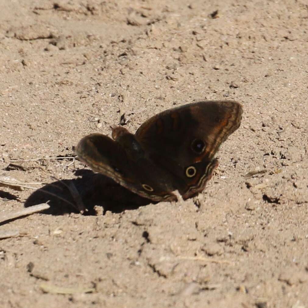 Image of Junonia nigrosuffusa Barnes & McDunnough 1916