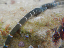 Image of banded bootlace