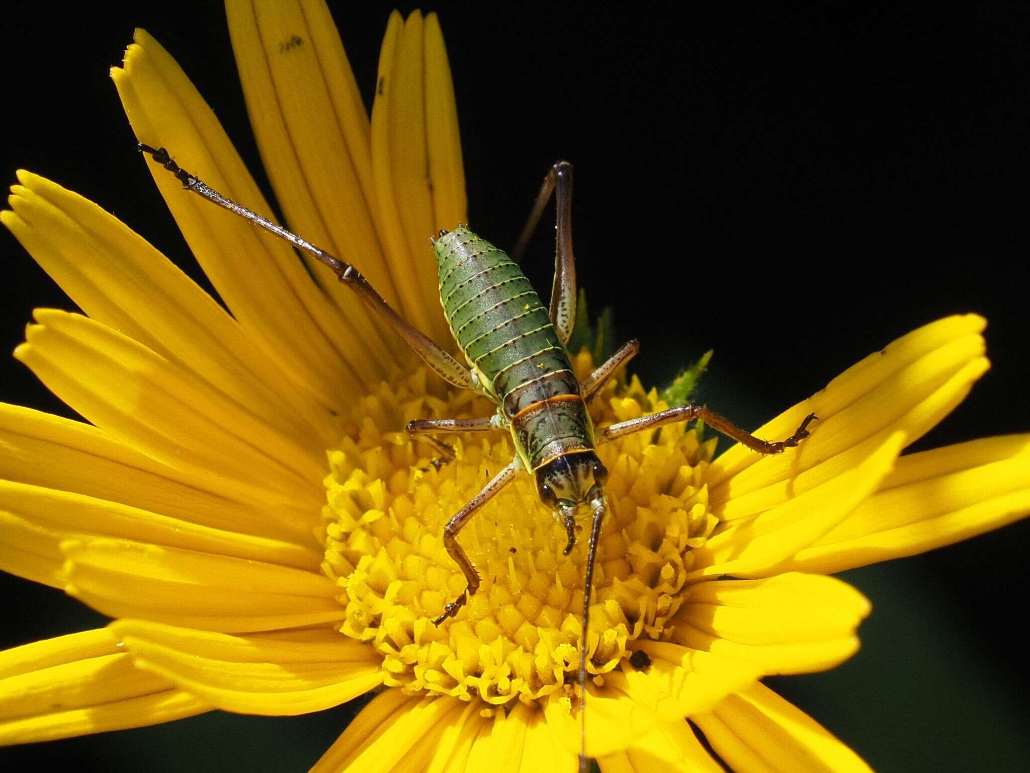 Image of saddle-backed bush-cricket