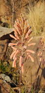 Image of Aloe greatheadii Schönland