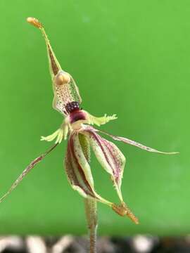 Caladenia plicata Fitzg.的圖片