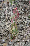 Image of Rumex arifolius All.