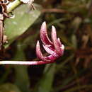 Imagem de Bulbophyllum patens King ex Hook. fil.