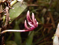 Image of Bulbophyllum patens King ex Hook. fil.
