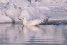 Image of Iceland Gull