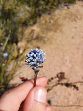 Image of Conospermum huegelii Endl.