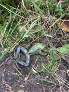 Image of Green and golden bell frog