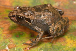 Plancia ëd Psychrophrynella usurpator De la Riva, Chaparro & Padial 2008