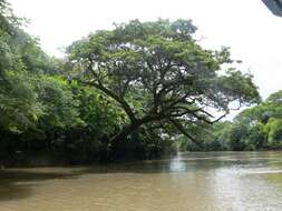 Image of Rain tree