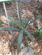 Image of tequila agave