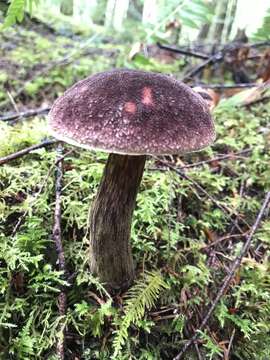 Слика од Aureoboletus mirabilis (Murrill) Halling 2015