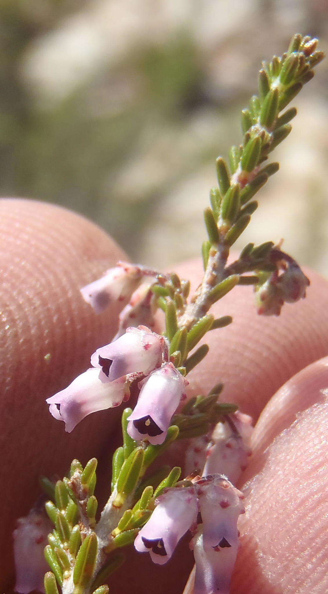 Image of Erica vlokii E. G. H. Oliver