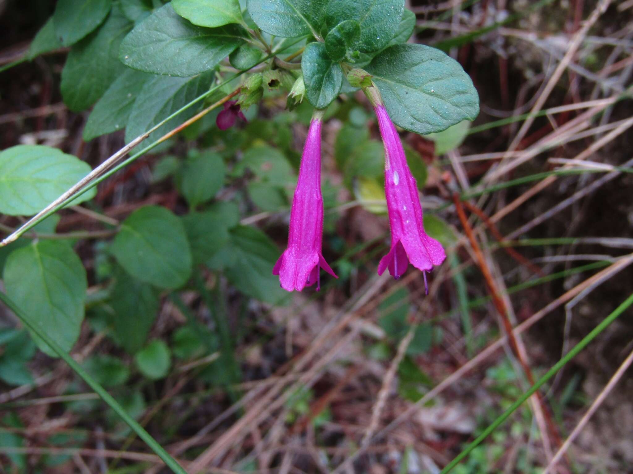 Plancia ëd Clinopodium multiflorum (Ruiz & Pav.) Kuntze