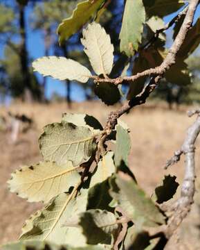 Image of Quercus convallata Trel.