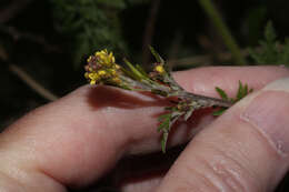 Image of Descurainia myriophylla (Willd. ex DC.) R. E. Fr.