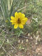 Image of little sunflower