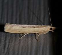 Image of Sod Webworm