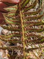 Plancia ëd Polystichum californicum (D. C. Eat.) Diels