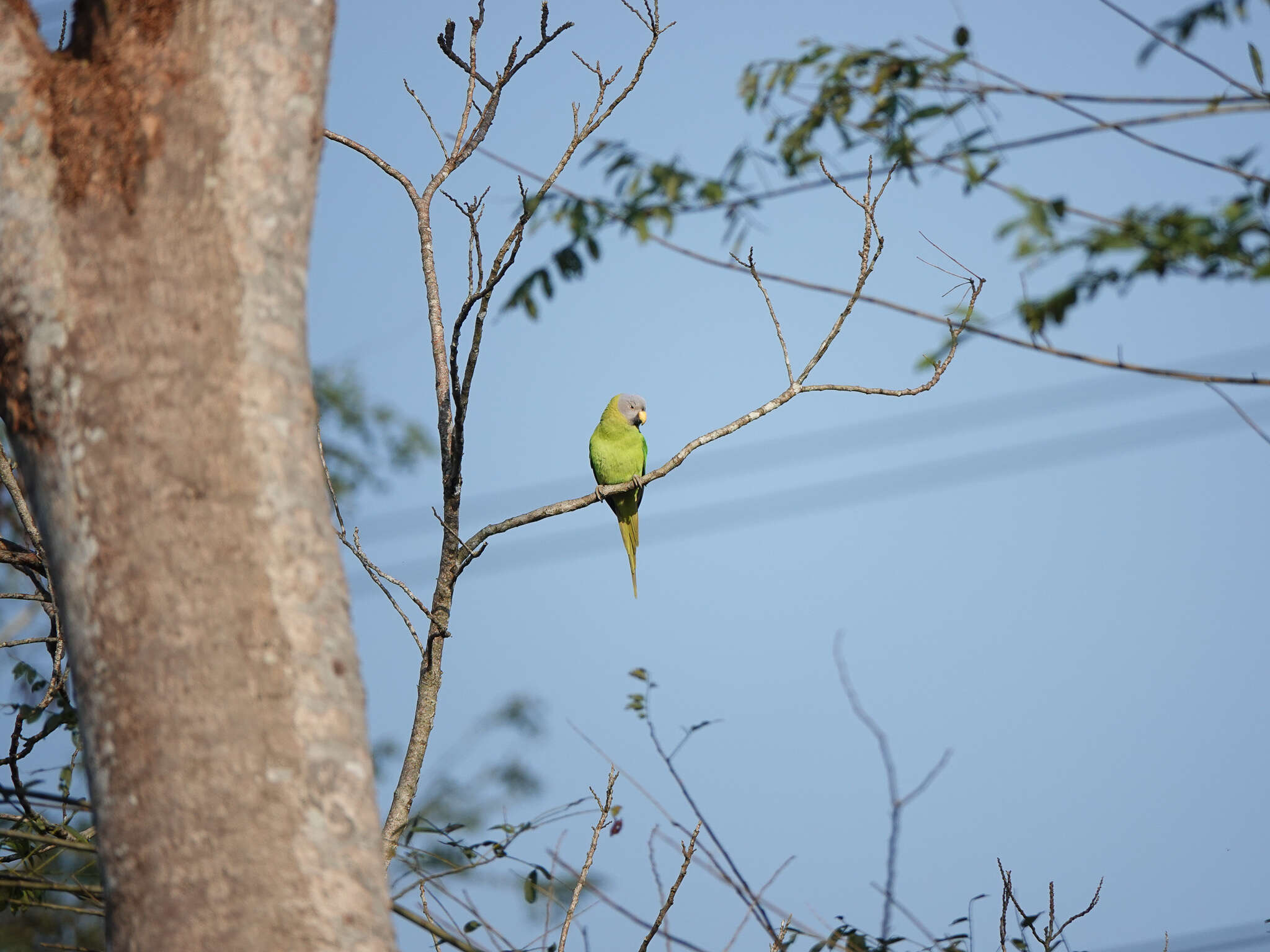 Image of Blossom-headed Parakeet