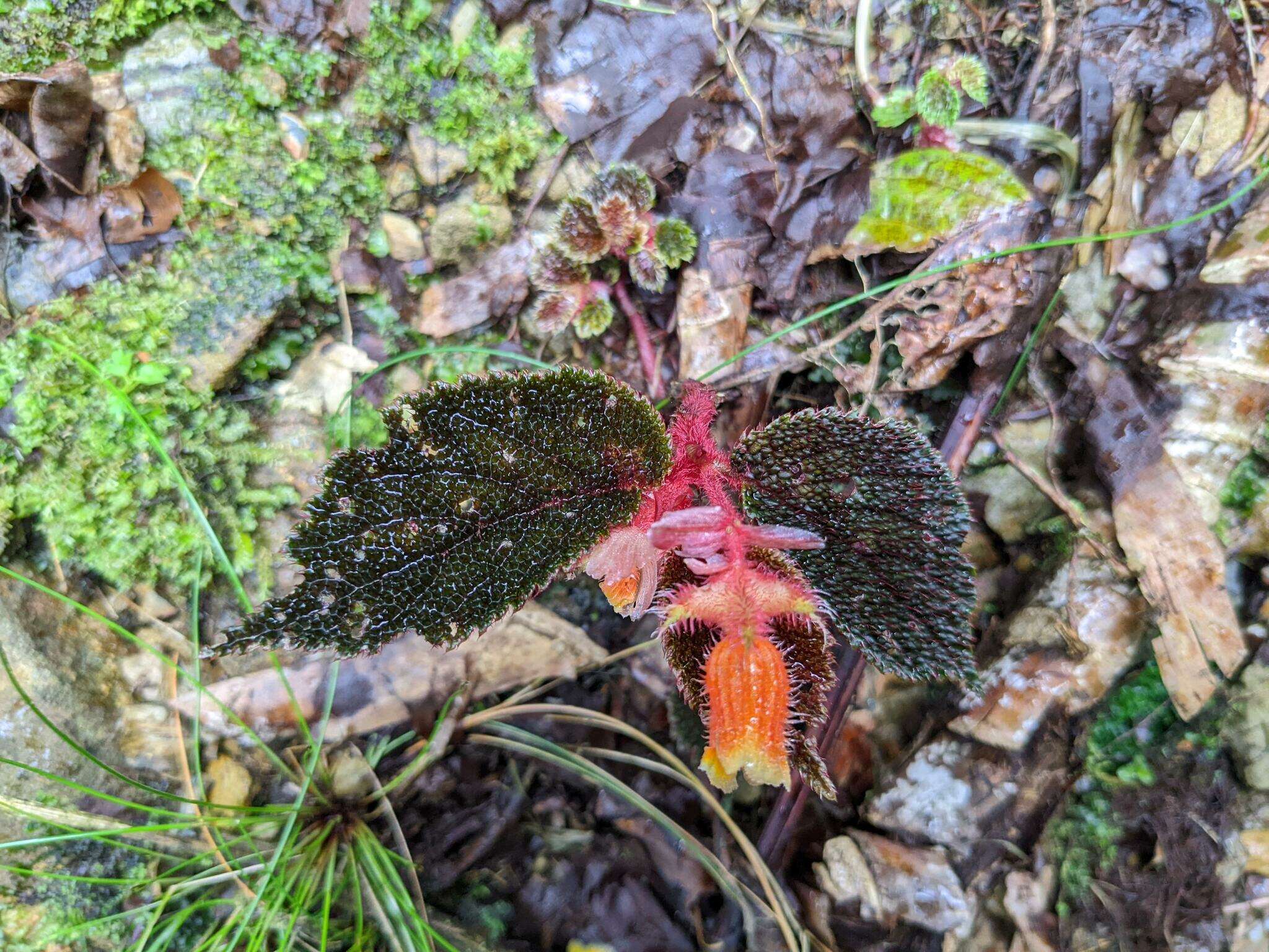 Слика од Begonia lehmannii (Irmsch.) L. B. Sm. & B. G. Schub.