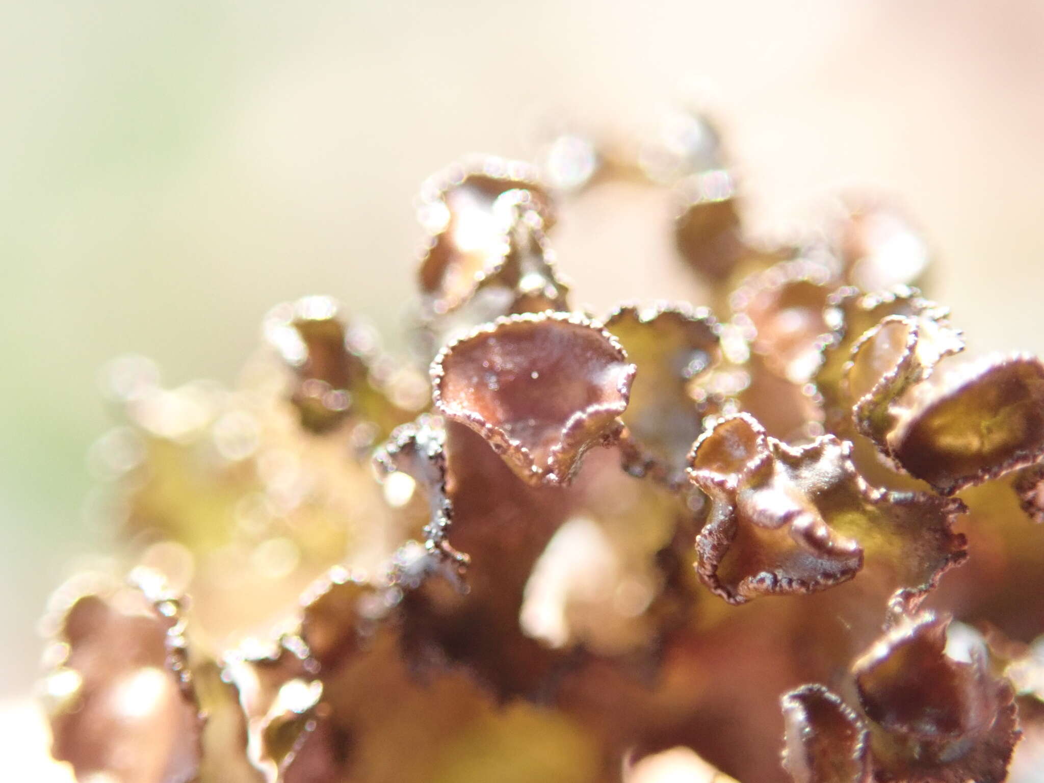 Image of Silver-lined Wrinkle Lichen