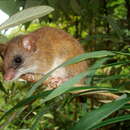 صورة Drymoreomys albimaculatus Percequillo, Weksler & Costa 2011