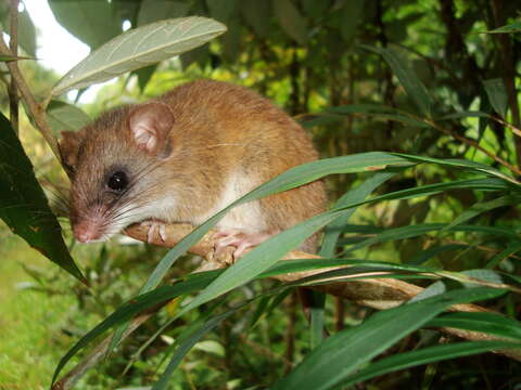 Слика од Drymoreomys albimaculatus Percequillo, Weksler & Costa 2011