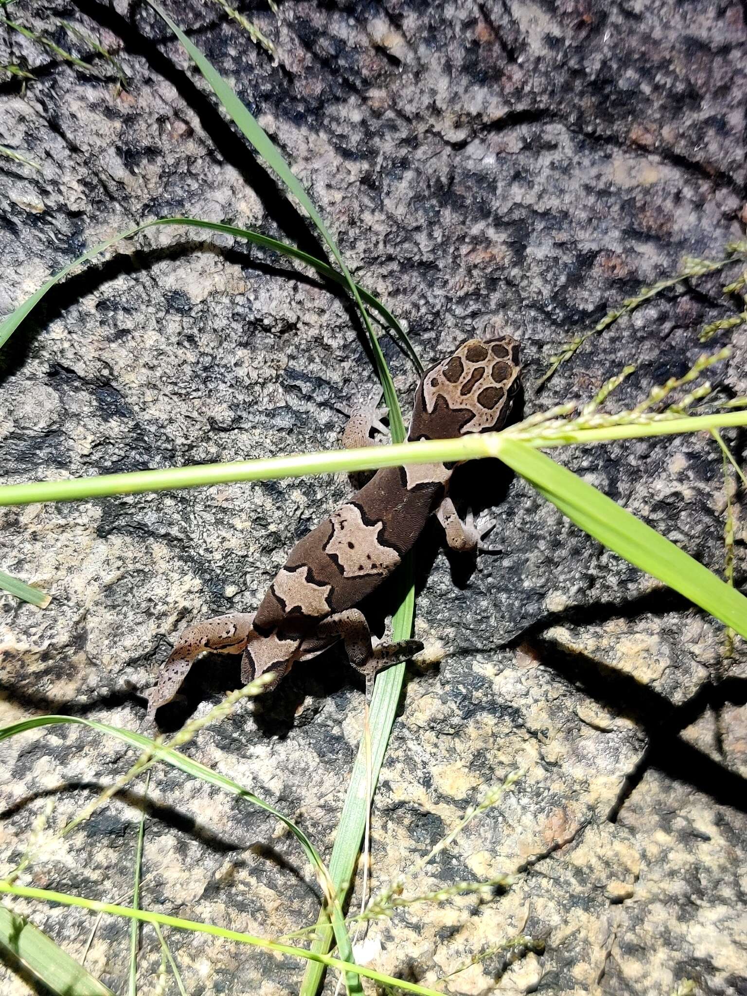 Слика од Cyrtodactylus collegalensis (Beddome 1870)