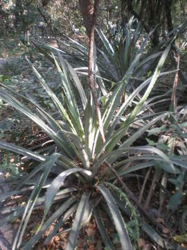 Imagem de Bromelia pinguin L.