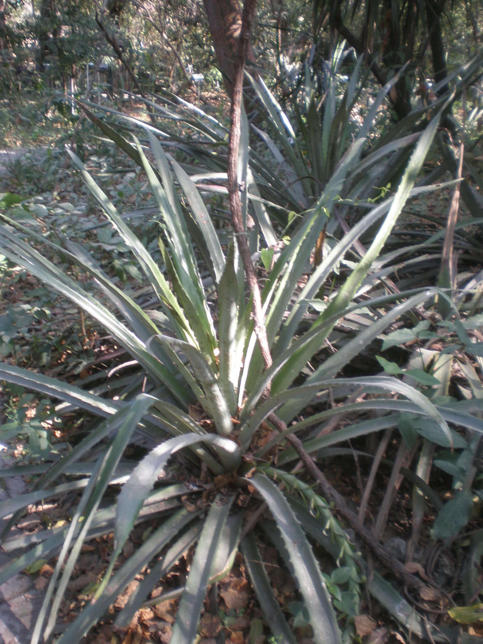 Imagem de Bromelia pinguin L.