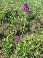 Image of Oxytropis ambigua (Pall.) DC.