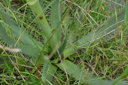 Imagem de Eryngium agavifolium Griseb.