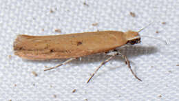 Image of <i>Ypsolopha unicipunctella</i>
