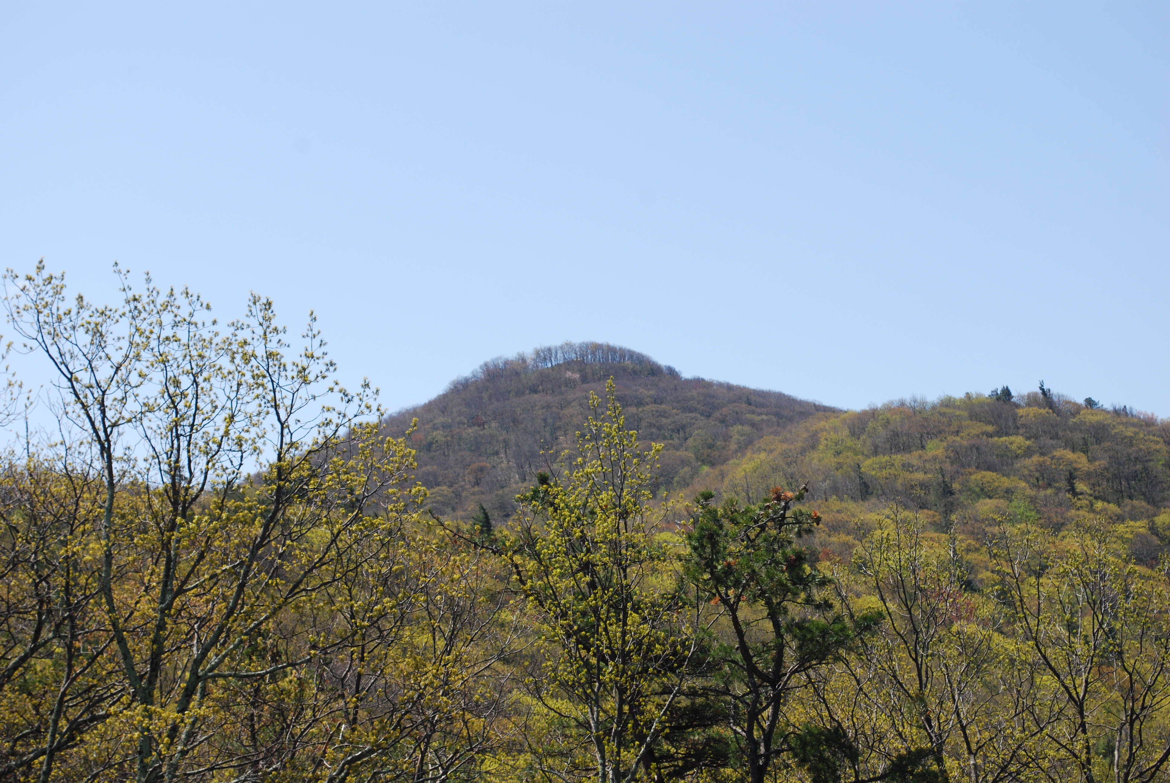 Image of Hickory Pine