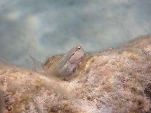 Image of Yaeyama coralblenny