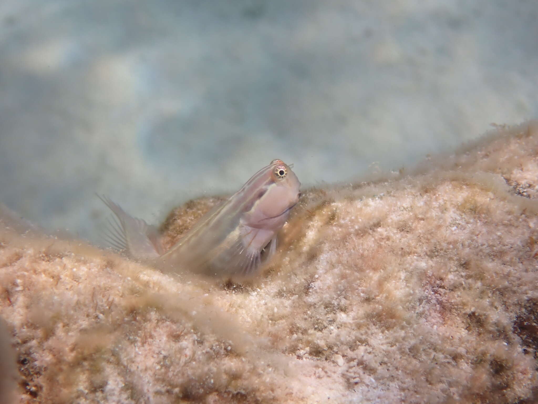 Image of Yaeyama coralblenny