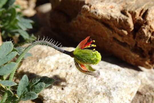 Image of Papaver lapeyrousianum Gutermann