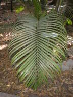 Image of Areca Palm