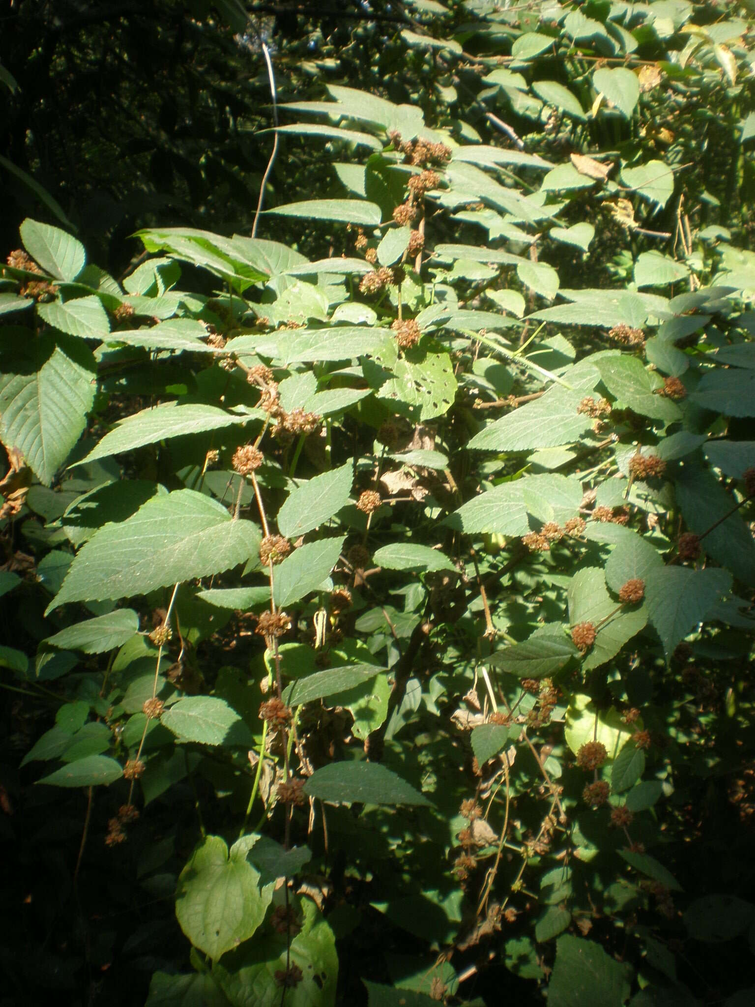 Image de Garcinia intermedia (Pittier) B. Hammel