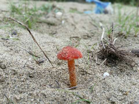 Image of Hygrocybe conicoides (P. D. Orton) P. D. Orton & Watling 1969