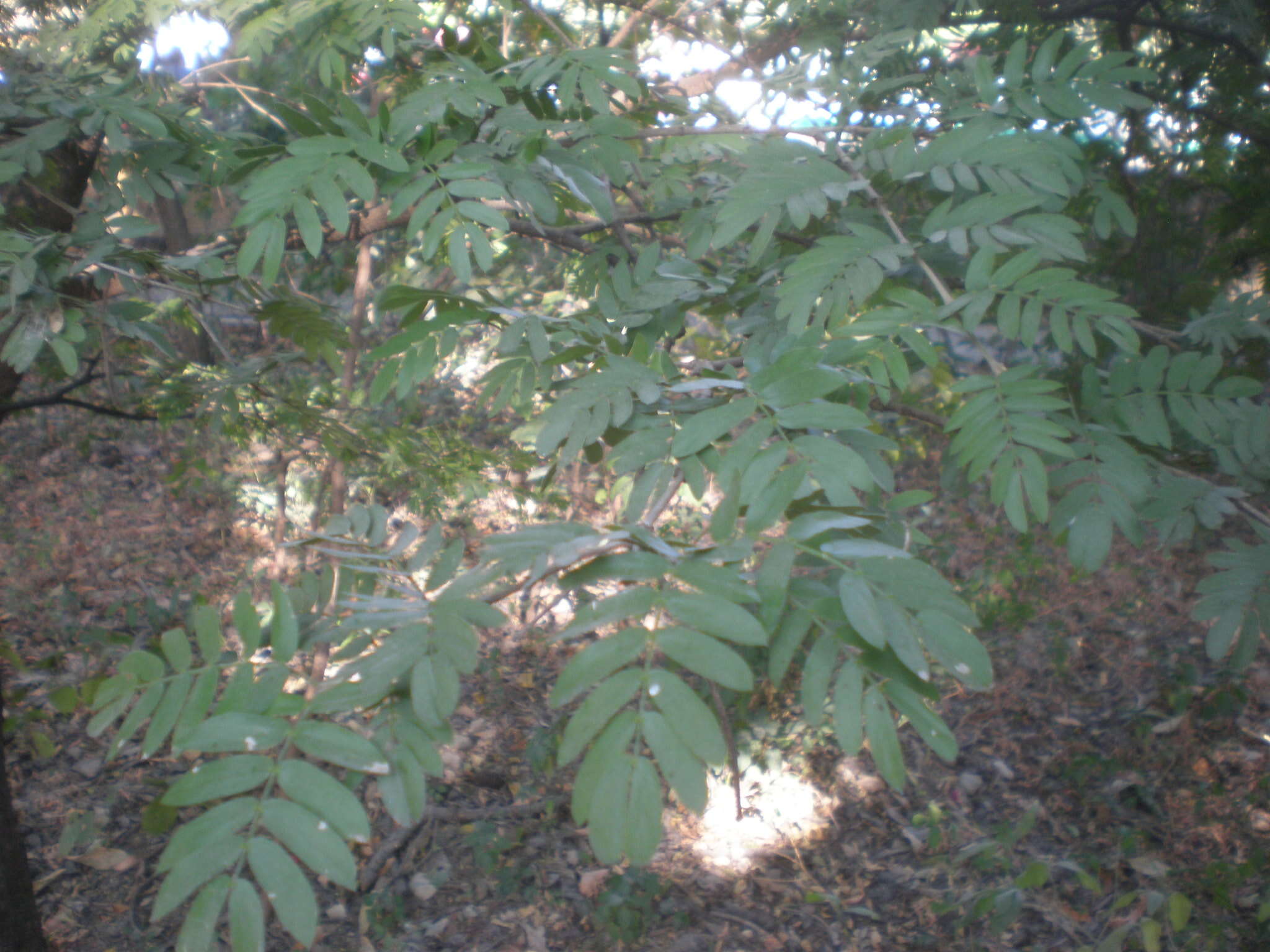 Image de Bois de Gaïac