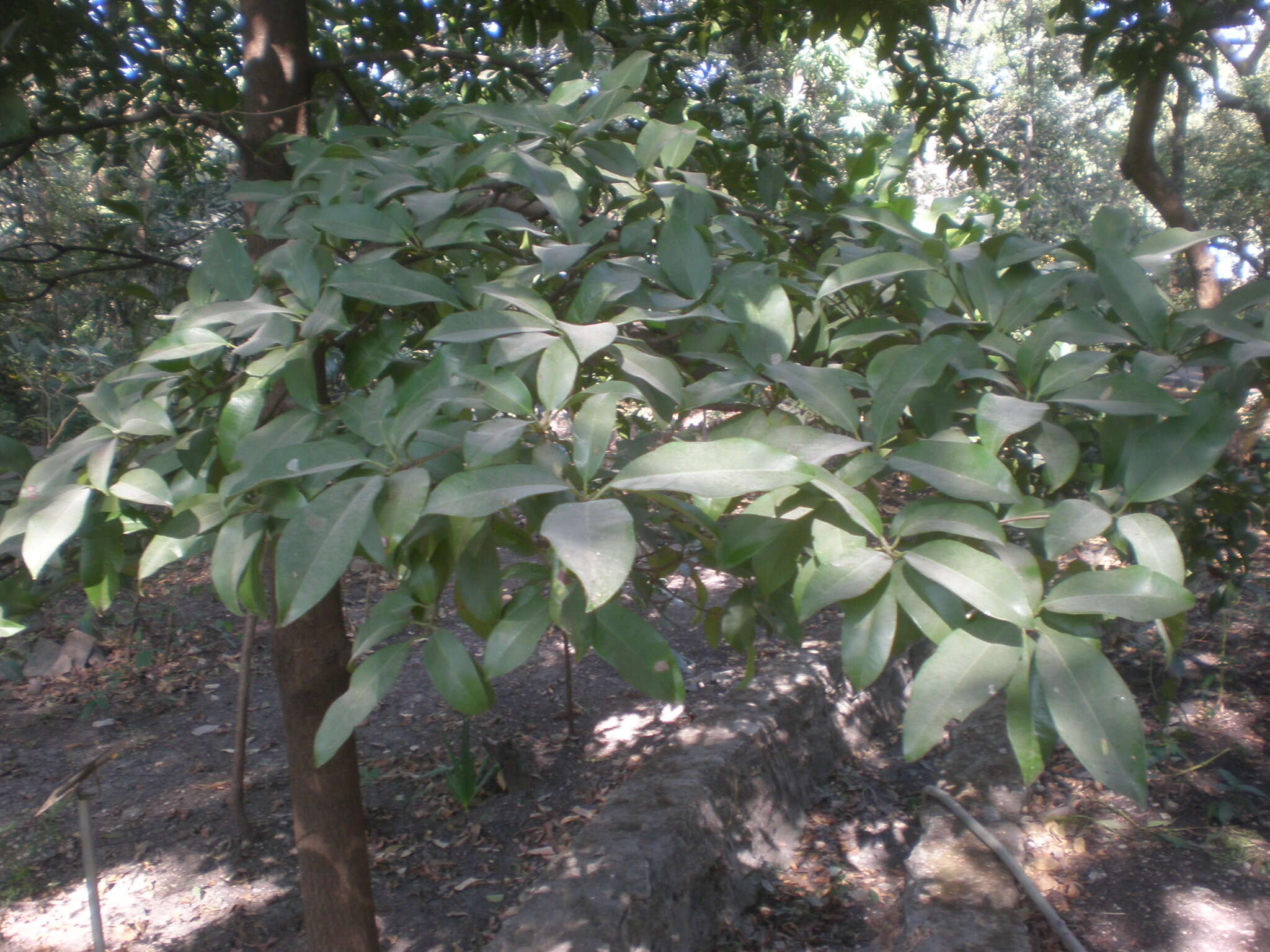 Image of sapodilla