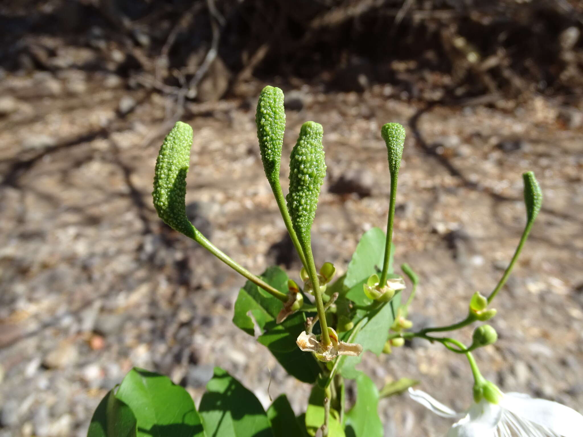 Image of Cynophalla verrucosa (Jacq.) J. Presl