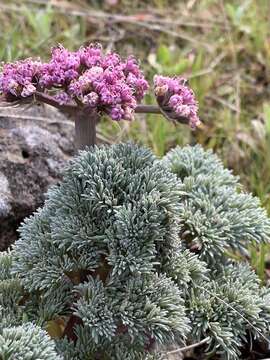 Imagem de Lomatium columbianum Mathias & Constance