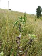 Слика од Cytisus ruthenicus Wol.