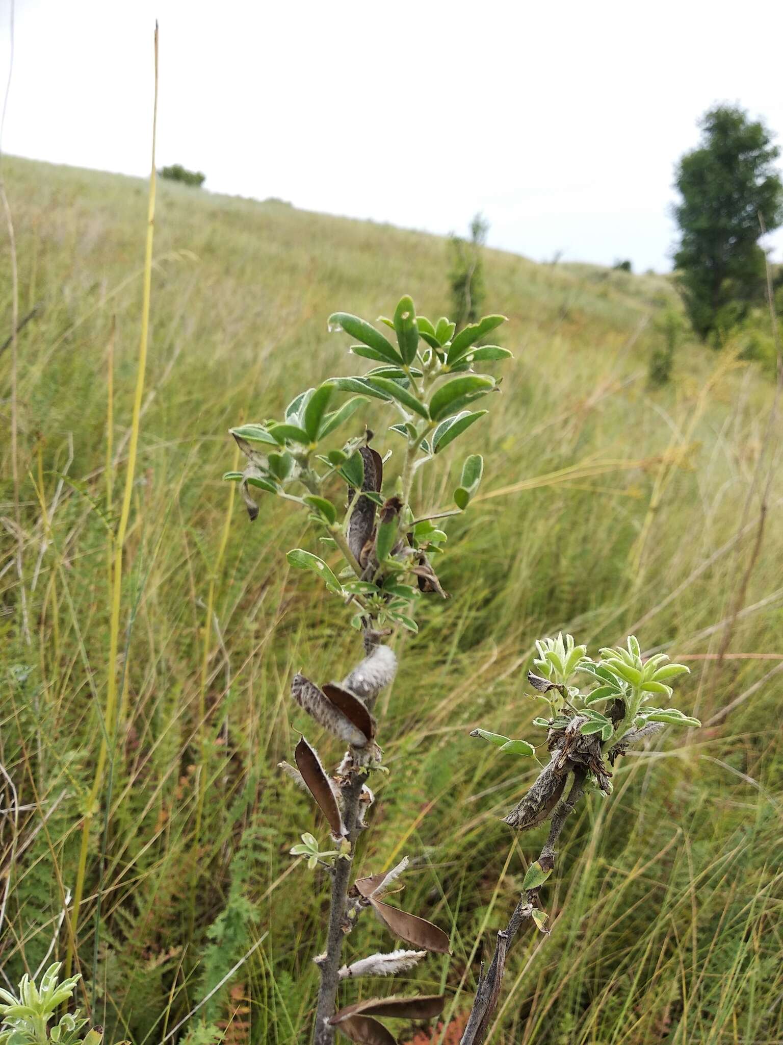 Image of Cytisus ruthenicus Wol.