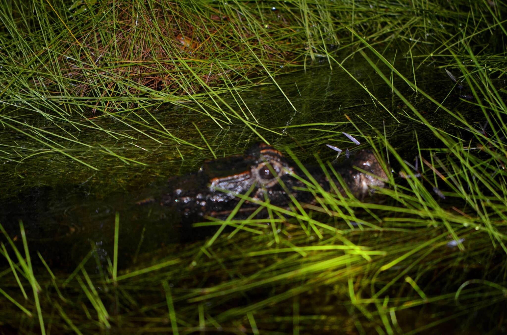 Image of Congo dwarf crocodile