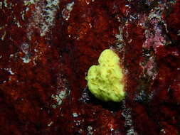Image of lemon sponge