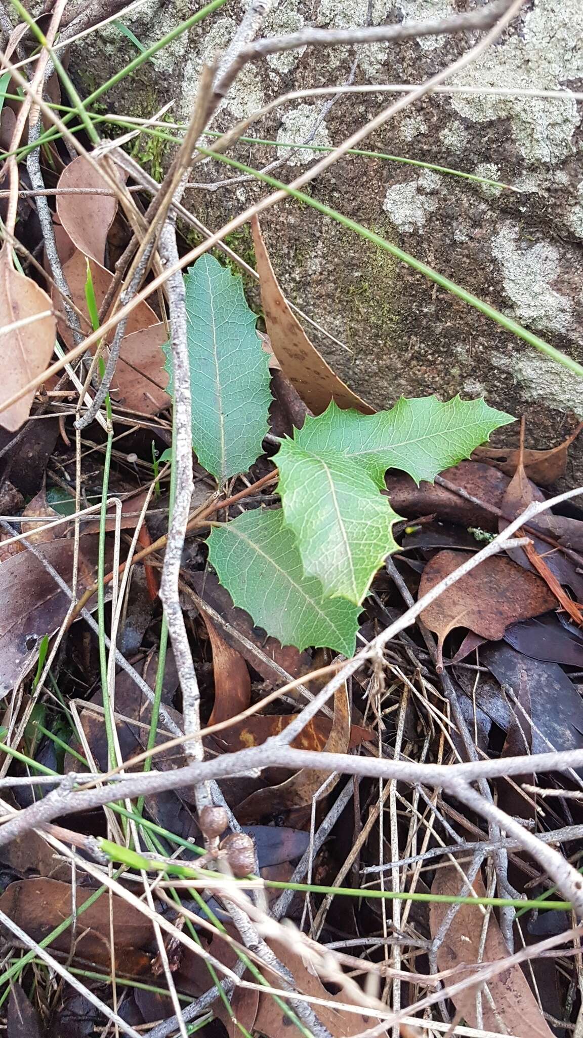 Image of Lomatia ilicifolia R. Br.